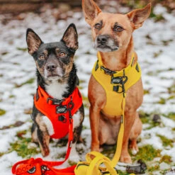 Dog Four Piece Bundle - Neon Red 35 Dog Four Piece Bundle - Neon Red -Furfinity Cheap Shop LASZLOTHEMUTT 1 7e34e23d 4851 4893 8034 6559dd779cb0