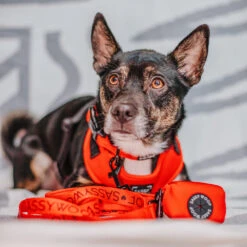 Dog Waste Bag Holder - Neon Red 20 Dog Waste Bag Holder - Neon Red -Furfinity Cheap Shop LASZLOTHEMUTT 2 e6836cc8 2690 48b1 9800 82d878b34b34