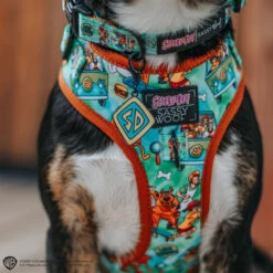 Dog Four Piece Bundle - Scooby-Doo™ -Furfinity Cheap Shop LASZLOTHEMUTT 645bbfad 752c 4681 bf35 5d671c17b322