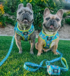 Dog Waste Bag Holder - SpongeBob SquarePants™ Jelly Fishin' 15 Dog Waste Bag Holder - SpongeBob SquarePants™ Jelly Fishin' -Furfinity Cheap Shop LEOTHEFRENCHIE 2