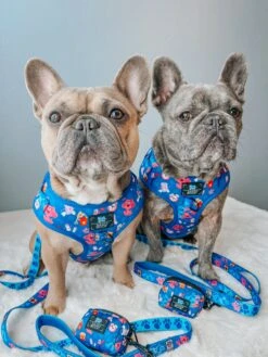 Dog Waste Bag Holder - Blue's Clues™ -Furfinity Cheap Shop LEOTHEFRENCHIE 1 3 14212f49 bc22 4b2f 8129 dcf1ac6c3f68