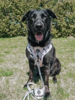 Dog Collar - Loyal Labradors -Furfinity Cheap Shop LEXA THELAB 2