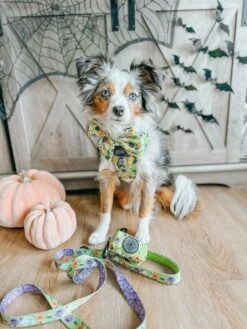 Dog Four Piece Bundle - Haunt Mess 26 Dog Four Piece Bundle - Haunt Mess -Furfinity Cheap Shop LEXI.THE .TOY .AUSSIE 2021 2