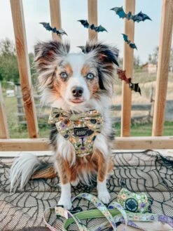 Dog Four Piece Bundle - Haunt Mess 27 Dog Four Piece Bundle - Haunt Mess -Furfinity Cheap Shop LEXI THE TOY AUSSIE 2021