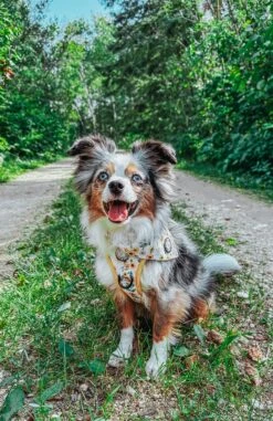 Dog Bandana - Sunflower Dreams 16 Dog Bandana - Sunflower Dreams -Furfinity Cheap Shop LEXI THE TOY AUSSIE 2021 2 933f7d41 606a 45ef bcf1 790d449dccaa
