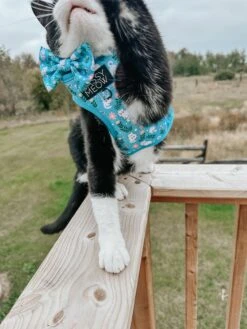 Cat Step-In Harness - Purrs & Petals -Furfinity Cheap Shop LEXI THE TOY AUSSIE 2021 3