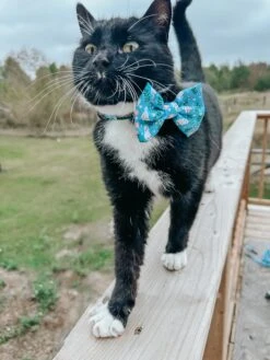 Cat Bowtie - Purrs & Petals -Furfinity Cheap Shop LEXI THE TOY AUSSIE 2021 4 47285b32 b34c 494a 8071 94ee27d7ecef