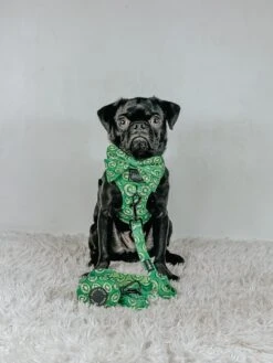 Dog Leash- Kiwi Krazy -Furfinity Cheap Shop LIBERACE MINIPIG DIVADUDE 16f1e8c9 7913 4bea b3ff 7aa9159fcad3