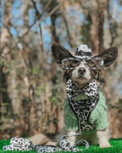 Dog Collar - Whole Milk 16 Dog Collar - Whole Milk -Furfinity Cheap Shop LIBERACE MINIPIG DIVADUDE 1 01263821 e17d 4443 8075 8edbe028bffe