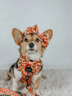 Dog Collar - Mango Tango -Furfinity Cheap Shop LIBERACE MINIPIG DIVADUDE 1 68008292 8061 4225 b583 84c9aeb8f521