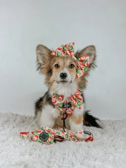 Dog Collar - Apple Of My Eye 13 Dog Collar - Apple Of My Eye -Furfinity Cheap Shop LIBERACE MINIPIG DIVADUDE 1 c2508af4 c289 4871 baef e8c29b9974db