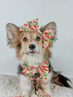 Dog Four Piece Bundle - Apple Of My Eye -Furfinity Cheap Shop LIBERACE MINIPIG DIVADUDE 2