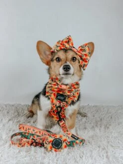 Dog Sailor Bow - Mango Tango -Furfinity Cheap Shop LIBERACE MINIPIG DIVADUDE 2 33b2b875 0049 4cbb b8ec 3bc58f37046f