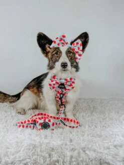 Dog Leash- I Woof You Berry Much -Furfinity Cheap Shop LIBERACE MINIPIG DIVADUDE 3 65e7cbd9 97b7 49aa 8bb1 b0e7242575ef