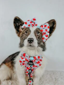 Dog Sailor Bow - I Woof You Berry Much -Furfinity Cheap Shop LIBERACE MINIPIG DIVADUDE 4 49ad5aa3 fc21 4ac8 adfb 2235f2ff2217