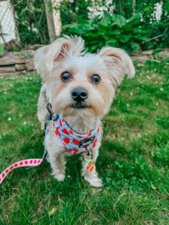 Dog Two Piece Bundle - I Woof You Berry Much 21 Dog Two Piece Bundle - I Woof You Berry Much -Furfinity Cheap Shop LIFEOF KIP 1 06b223a6 9edf 40d0 ad2e 27bfe918bde7