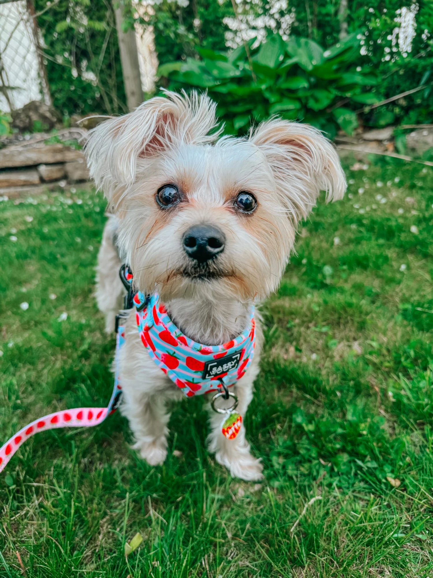 Dog Two Piece Bundle - I Woof You Berry Much 10 Dog Two Piece Bundle - I Woof You Berry Much - Image 8