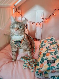 Pet Blanket - Zest Friends -Furfinity Cheap Shop LIFEOF KIP 1 5a103b37 f075 4cbf 846c e106ea42f6bb