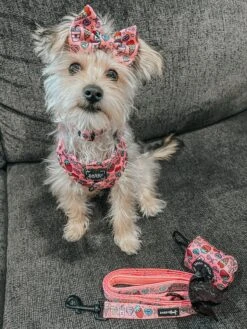 Dog Leash - I Chews You -Furfinity Cheap Shop LIFEOF KIP 1 88f62dab 2823 4e2d 9c64 a15d02ea3ff1