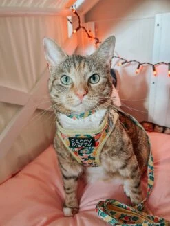 Cat Collar - Zest Friends -Furfinity Cheap Shop LIFEOF KIP 2 a1c9b543 4faa 4ff8 8b1a 716e845f6dd7