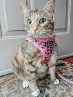 Cat Step-In Harness - I Chews You 15 Cat Step-In Harness - I Chews You -Furfinity Cheap Shop LIFEOF KIP 3