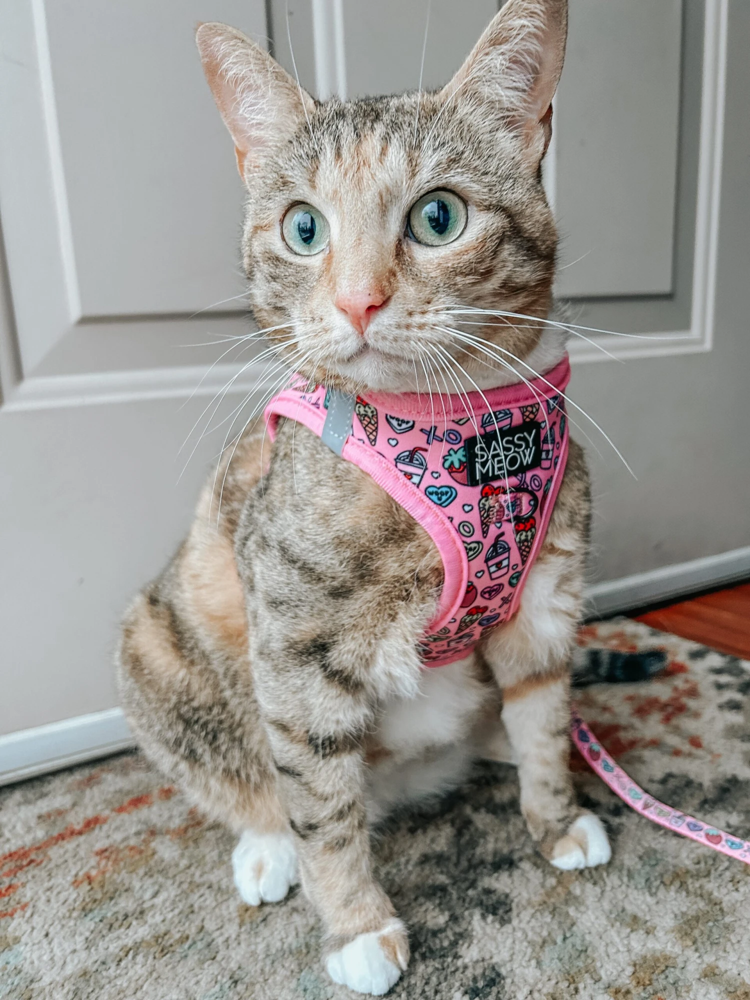 Cat Step-In Harness - I Chews You 9 Cat Step-In Harness - I Chews You - Image 7