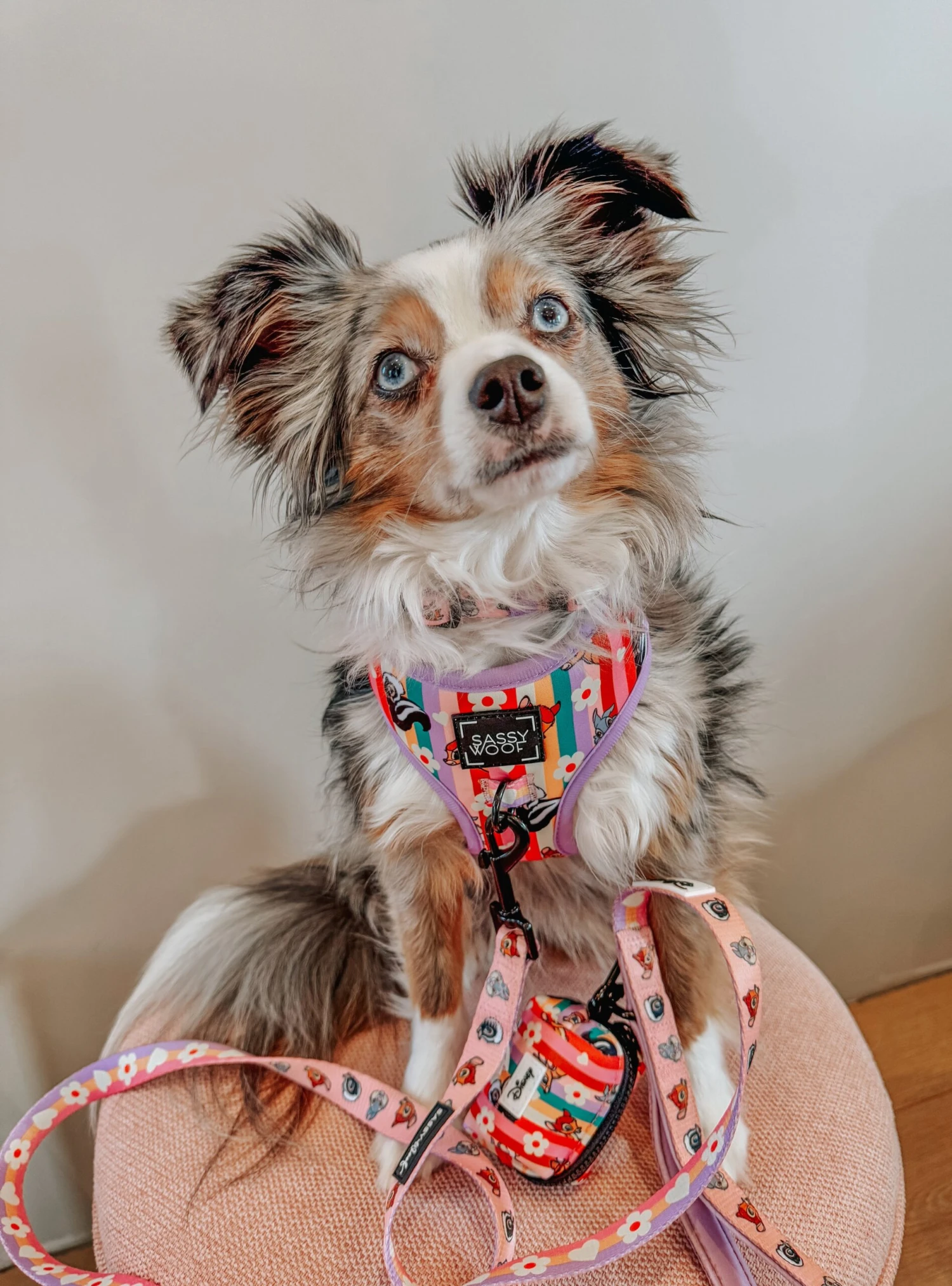 Dog Two Piece Bundle - Disney's Bambi 14 Dog Two Piece Bundle - Disney's Bambi - Image 12