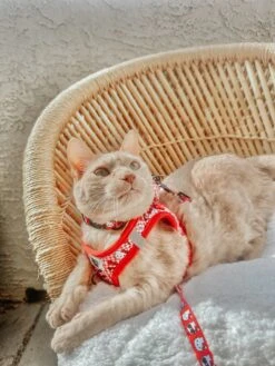 Cat Step-In Harness - Hello Kitty® Red Classic -Furfinity Cheap Shop LIFE AS CHANEL 3 1