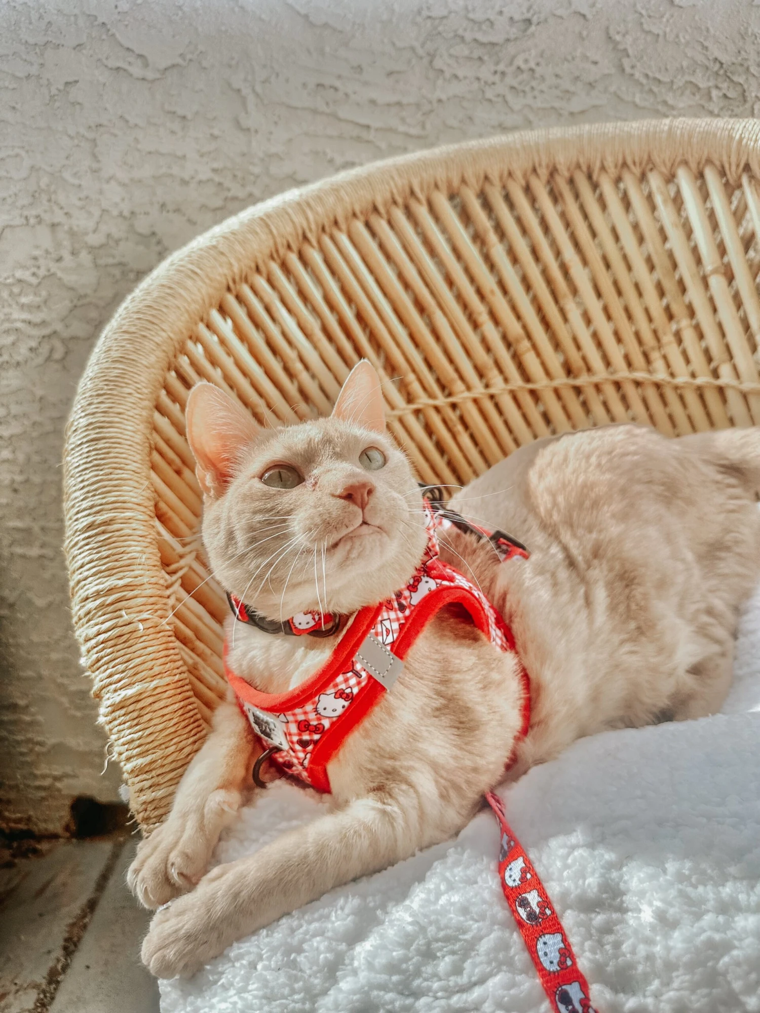 Cat Bundle - Hello Kitty® Red Classic 12 Cat Bundle - Hello Kitty® Red Classic - Image 10