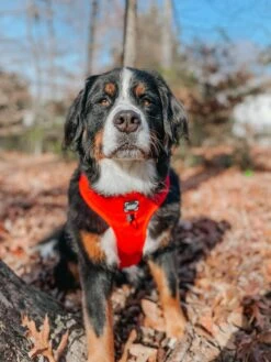 Dog Adjustable Harness - Neon Red -Furfinity Cheap Shop LIGHT UP THE NIGHT BERNER 2 c9158bf0 31af 4312 a06b d5d85bf1b4e7