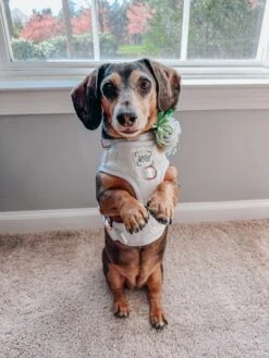 Dog Adjustable Harness - Pup Of Honor -Furfinity Cheap Shop LILA LONGBACK 3