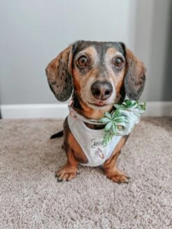 Dog Collar - Pup Of Honor -Furfinity Cheap Shop LILA LONGBACK 4