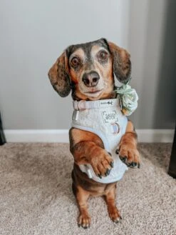 Dog Collar - Pup Of Honor -Furfinity Cheap Shop LILA LONGBACK 5