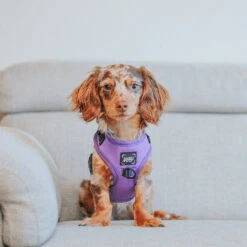 Dog Adjustable Harness - Neon Purple -Furfinity Cheap Shop LILDOXIEBLESSINGS