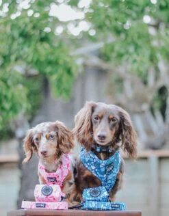 Dog Waste Bag Holder - Mykonos -Furfinity Cheap Shop LILDOXIEBLESSINGS 2 ad47cce1 8591 4a14 9ad6 8da33828d670