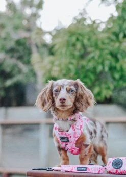 Dog Waste Bag Holder - Mykonos -Furfinity Cheap Shop LILDOXIEBLESSINGS 3 ca74c8da 758d 4bfc 987b 587b7ee9e3dd