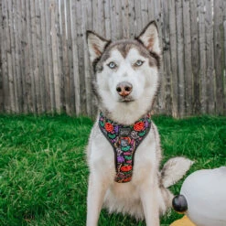 Dog Two Piece Bundle - Neon Frights -Furfinity Cheap Shop LILLY CLOVER HUSKY 2 ca202633 5806 431a 8c21 d284f671b697