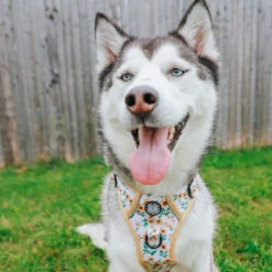 Dog Four Piece Bundle - Sunflower Dreams -Furfinity Cheap Shop LILLY CLOVER HUSKY 3 6430e9ad 4458 4a90 9800 e91559211d18