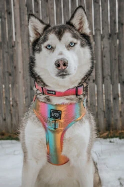 Dog Adjustable Harness - The Night Life -Furfinity Cheap Shop LILLY CLOVER HUSKY 3 e7d8cfd0 26a9 4c68 8b00 29fbf493e2e5