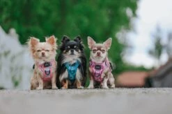 Dog Step-in Harness - Good Vibes -Furfinity Cheap Shop LILL PIPPIN 1 6c83683c b099 4250 8927 bbcc95f331c8