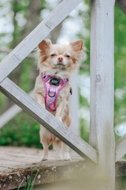 Dog Four Piece Bundle - Purple Haze -Furfinity Cheap Shop LILL PIPPIN 3 cee8757c e537 4e65 adca 5b5016a2054e