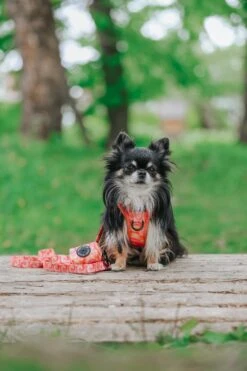 Dog Step-in Harness - Summer Sorbet -Furfinity Cheap Shop LILL PIPPIN 4 89571555 c77e 4643 be1e b5338c3a1e94