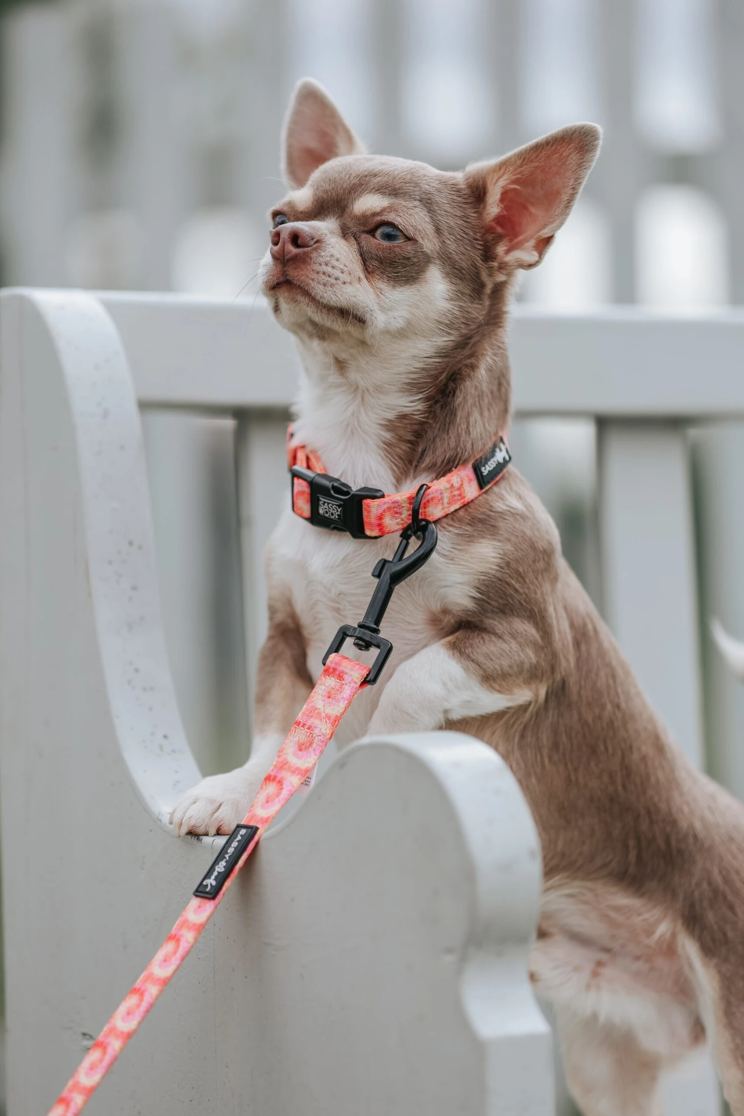 Dog Three Piece Bundle - Summer Sorbet 11 Dog Three Piece Bundle - Summer Sorbet - Image 9