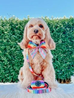Dog Sailor Bow - Love You Fur You -Furfinity Cheap Shop LILY CUTE CAVOODLE 6 abb5f080 dc1c 4165 a91f 3b7483bd0060