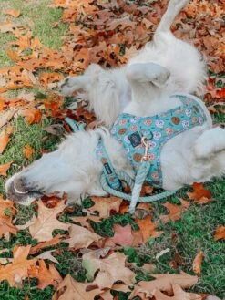 Dog Adjustable Harness - Glam Goldens -Furfinity Cheap Shop LILY THE GOLDEN 1
