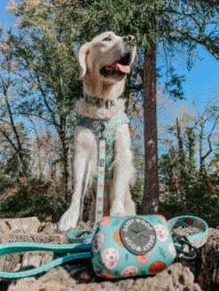 Dog Leash - Glam Goldens -Furfinity Cheap Shop LILY THE GOLDEN 4 b51d669a c5a2 4eb3 a7ee ae0e9b061196