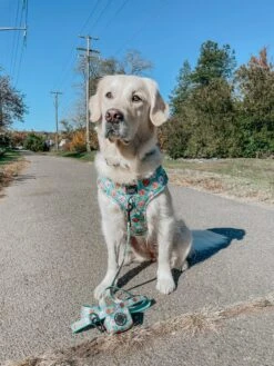 Dog Collar - Glam Goldens -Furfinity Cheap Shop LILY THE GOLDEN 5