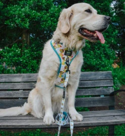 Dog Four Piece Bundle - SpongeBob SquarePants™ Bikini Bottom 30 Dog Four Piece Bundle - SpongeBob SquarePants™ Bikini Bottom -Furfinity Cheap Shop LILY THE GOLDEN GIRL 5