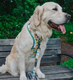 Dog Two Piece Bundle -SpongeBob SquarePants™ Bikini Bottom -Furfinity Cheap Shop LILY THE GOLDEN GIRL 6