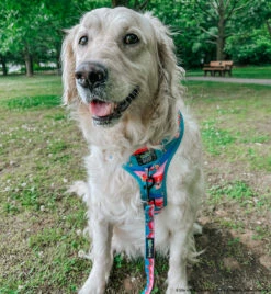 Dog Two Piece Bundle -SpongeBob SquarePants™ And Friends -Furfinity Cheap Shop LILY THE GOLDEN GIRL 8